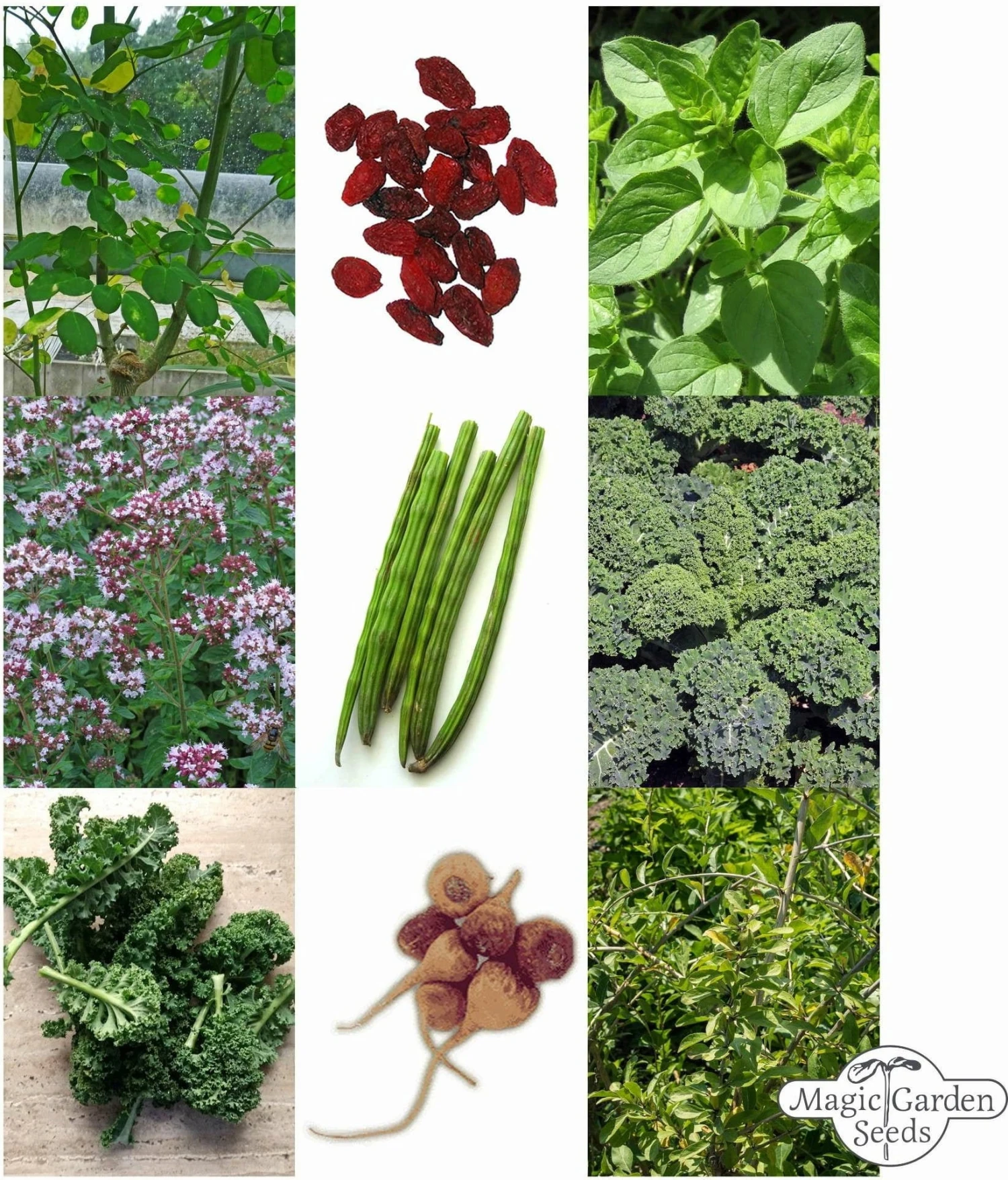 Super Alimenti - Set Di Semi 3 Super Alimenti - Set Di Semi - immagine 3