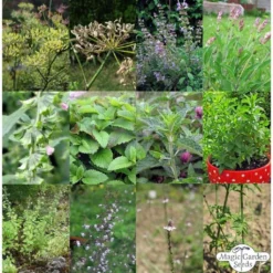 Tisane Fatte In Casa - Set Di Semi 18 Tisane Fatte In Casa - Set Di Semi -Offerta Economica Verdi Giard magic garden seeds tisane fatte in casa set di semi 1663519 it