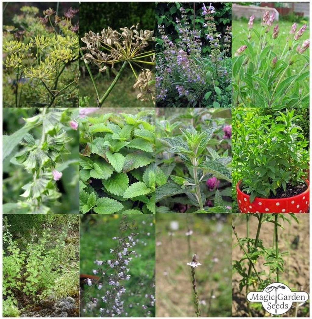 Tisane Fatte In Casa - Set Di Semi 7 Tisane Fatte In Casa - Set Di Semi - immagine 7