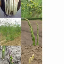 Varietà Di Asparagi - Set Di Semi 14 Varietà Di Asparagi - Set Di Semi -Offerta Economica Verdi Giard magic garden seeds varieta di asparagi set di semi 1 set 1306206 it