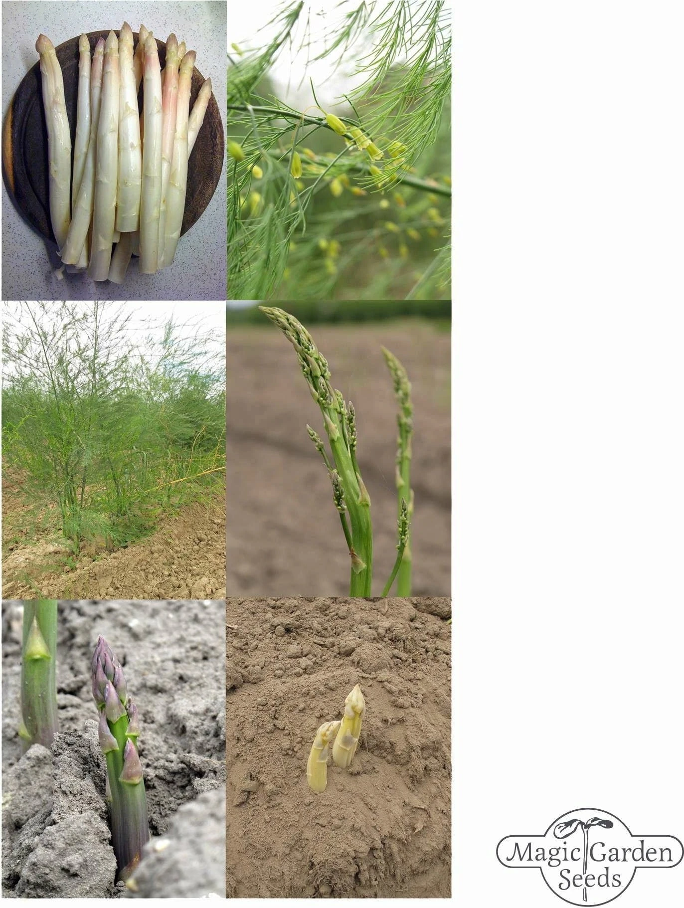 Varietà Di Asparagi - Set Di Semi 7 Varietà Di Asparagi - Set Di Semi - immagine 7