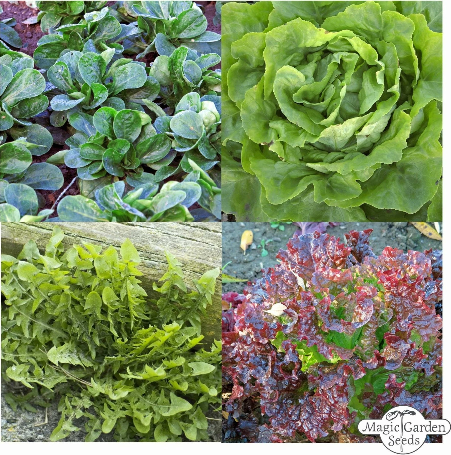 Varietà Di Insalate Ricche Di Vitamine - Set Di Semi 2 Varietà Di Insalate Ricche Di Vitamine - Set Di Semi - immagine 2