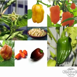 Varietà Di Peperoncini Habanero - Set Di Semi 16 Varietà Di Peperoncini Habanero - Set Di Semi -Offerta Economica Verdi Giard magic garden seeds varieta di peperoncini habanero set di semi 1 set 1306392 it