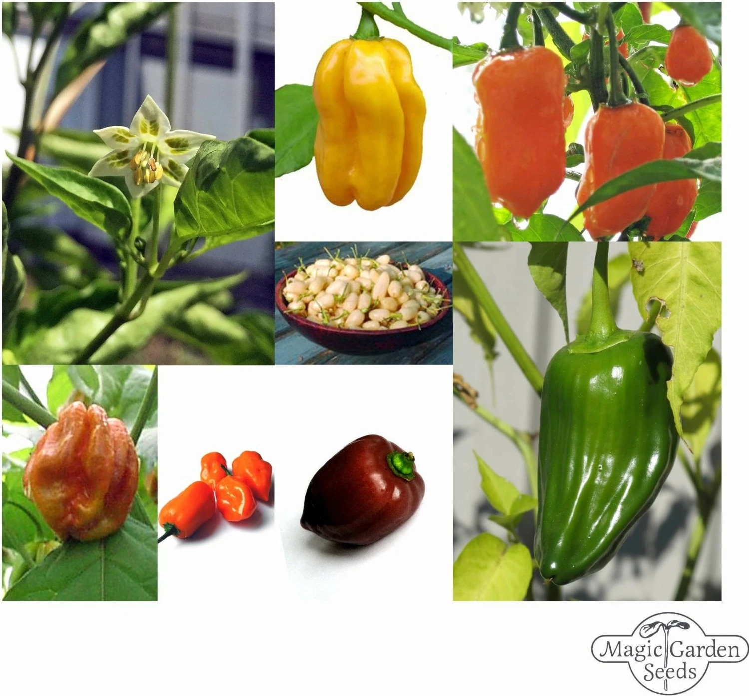 Varietà Di Peperoncini Habanero - Set Di Semi 8 Varietà Di Peperoncini Habanero - Set Di Semi - immagine 8