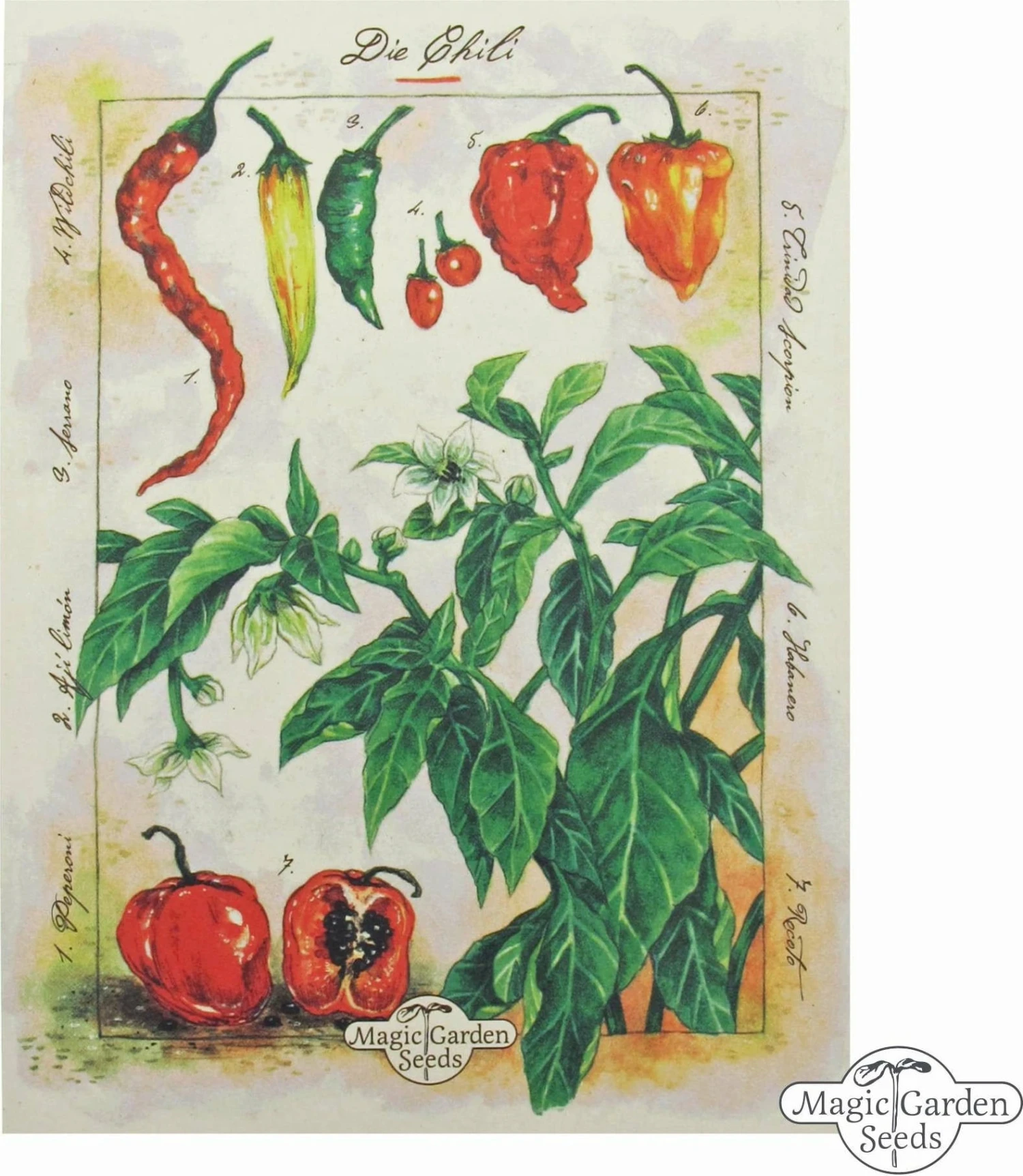 Varietà Di Peperoncini Habanero - Set Di Semi 2 Varietà Di Peperoncini Habanero - Set Di Semi - immagine 2