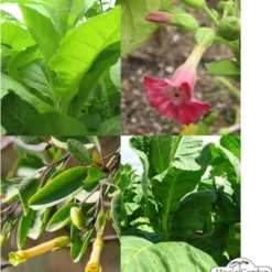 Varietà Di Tabacco - Set Di Semi 12 Varietà Di Tabacco - Set Di Semi -Offerta Economica Verdi Giard magic garden seeds varieta di tabacco set di semi 1680772 it