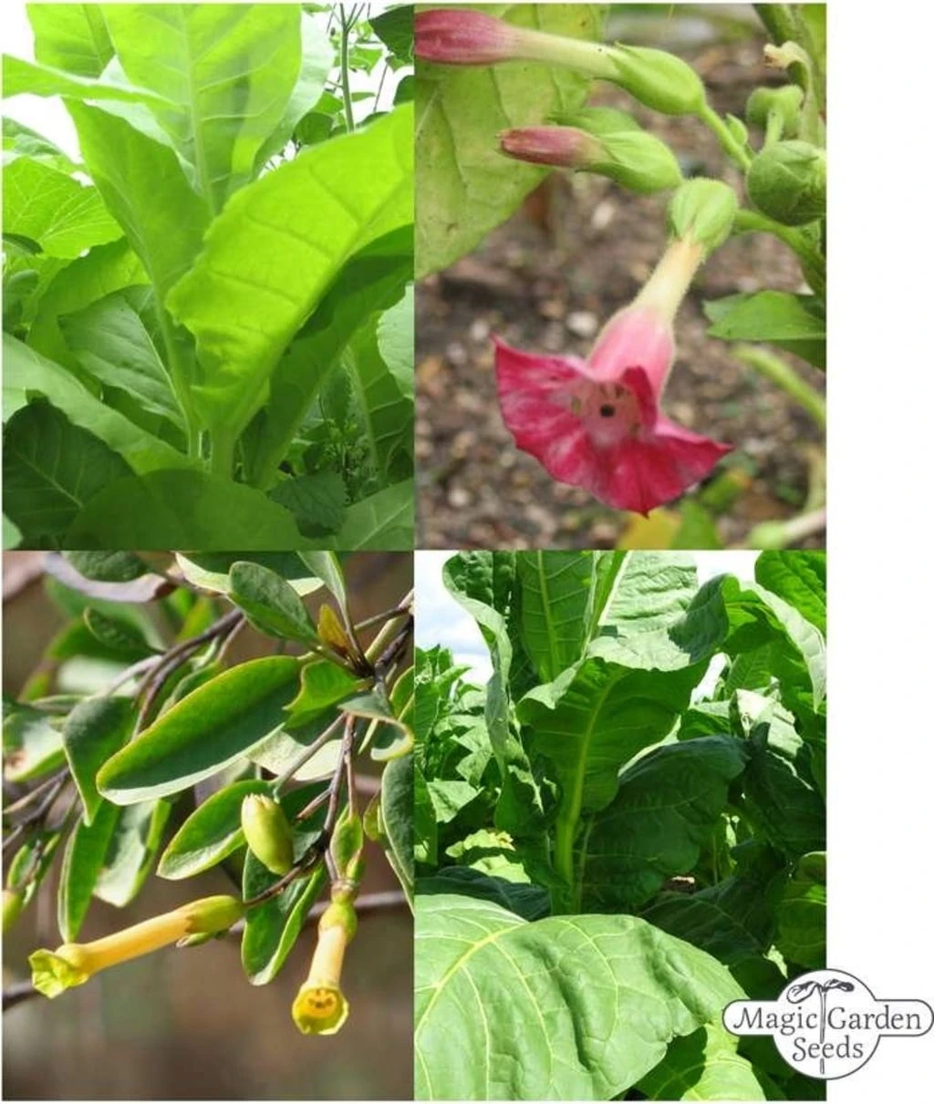 Varietà Di Tabacco - Set Di Semi 6 Varietà Di Tabacco - Set Di Semi - immagine 6