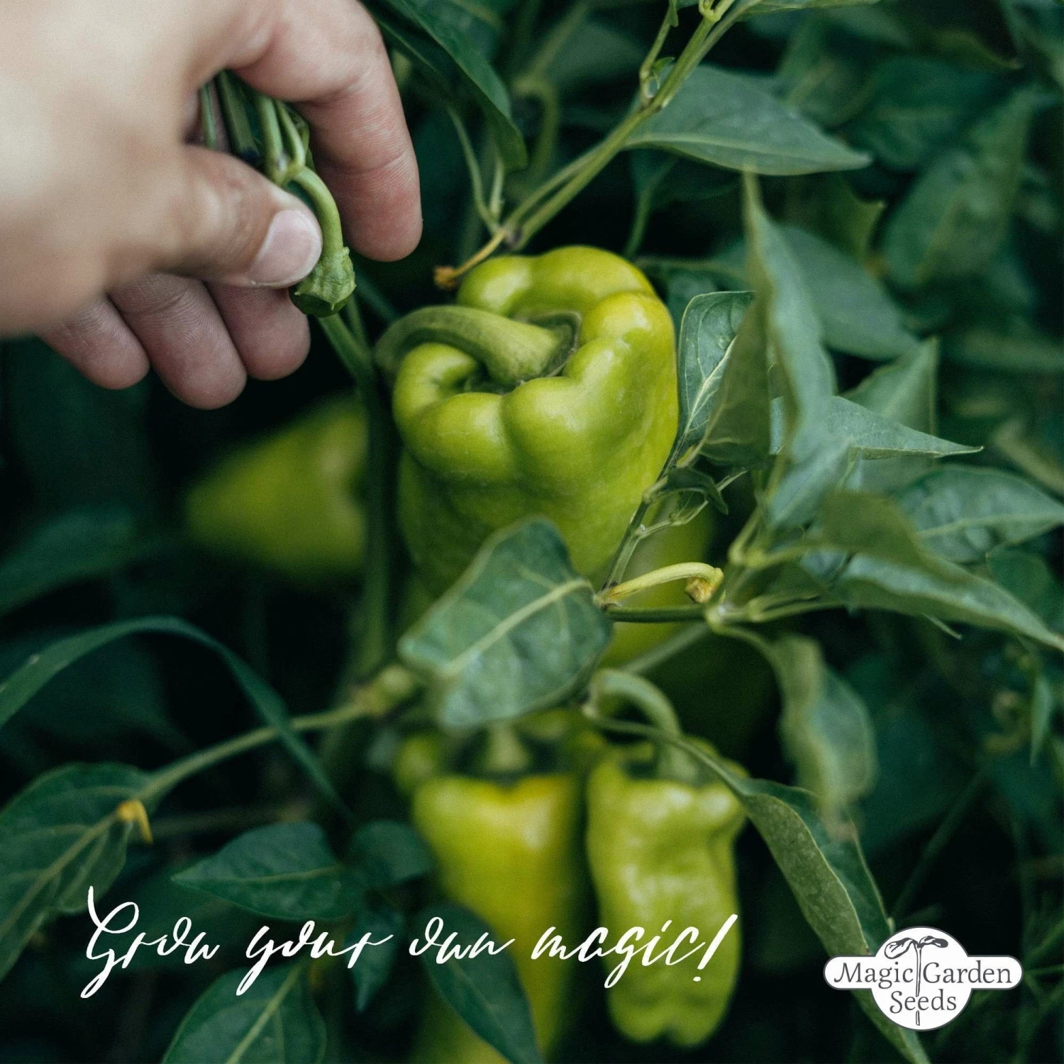 Verdure Bio Per Autosufficienza - Set Di Semi 7 Verdure Bio Per Autosufficienza - Set Di Semi - immagine 7