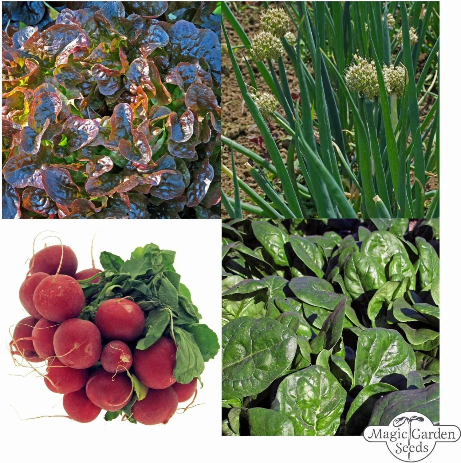 Verdure Bio Per Fioriera Da Balcone - Set Di Semi 2 Verdure Bio Per Fioriera Da Balcone - Set Di Semi - immagine 2