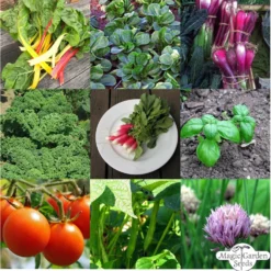 Verdure Bio Per Principianti Per Orto Rialzato - Set Di Semi 13 Verdure Bio Per Principianti Per Orto Rialzato - Set Di Semi -Offerta Economica Verdi Giard magic garden seeds verdure bio per principianti per orto rialzato set di semi 1 set 1301408 it