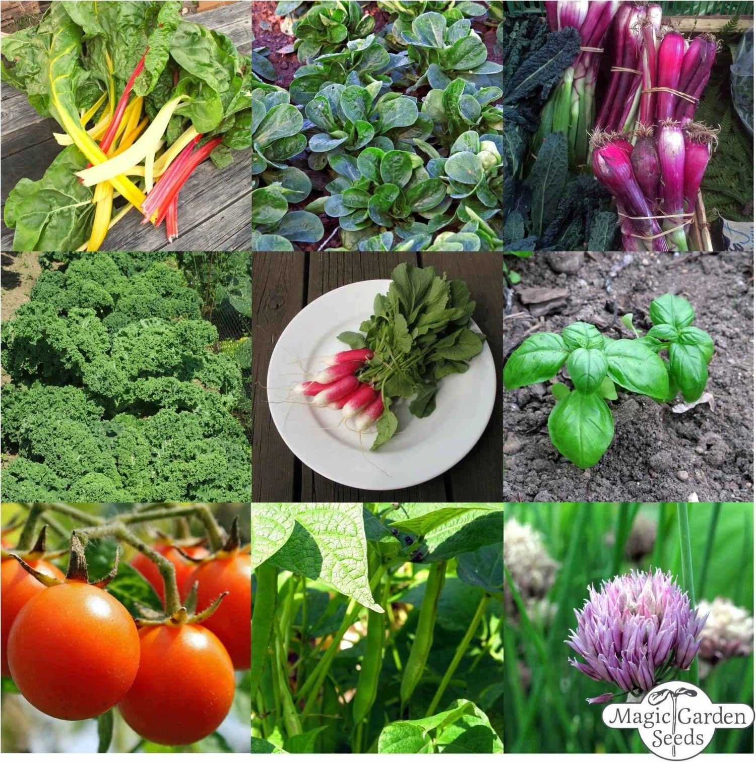 Verdure Bio Per Principianti Per Orto Rialzato - Set Di Semi 7 Verdure Bio Per Principianti Per Orto Rialzato - Set Di Semi - immagine 7