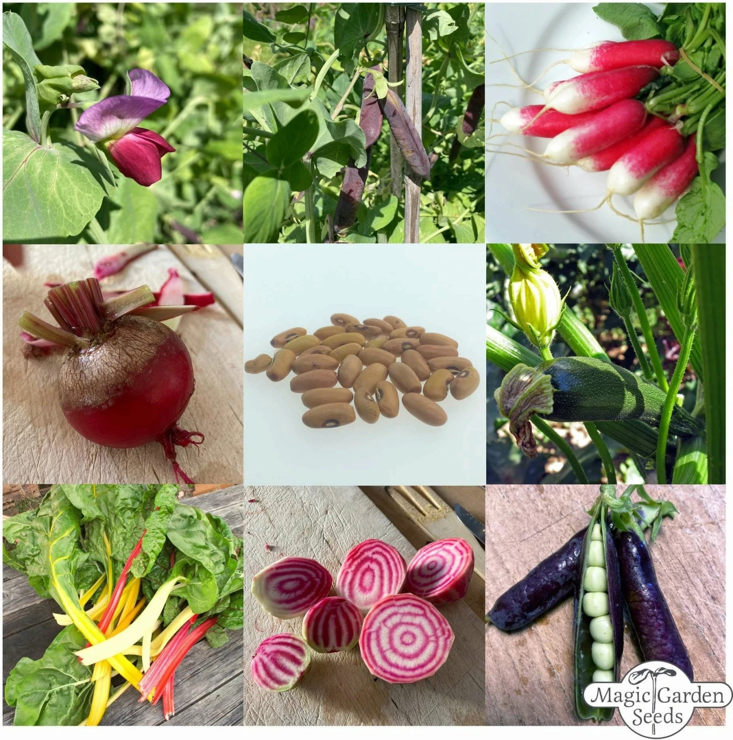 Verdure Bio Per Principianti - Set Di Semi Per Balcone E Giardino 1 Verdure Bio Per Principianti - Set Di Semi Per Balcone E Giardino