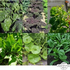 Verdure Per Frullati Verdi - Set Di Semi