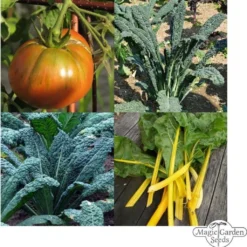 Verdure Storiche Bio - Set Di Semi, Set Di Semi 11 Verdure Storiche Bio - Set Di Semi, Set Di Semi -Offerta Economica Verdi Giard magic garden seeds verdure storiche bio set di semi set semen 1678075 it
