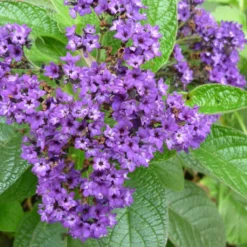 Set Di Coltivazione Fleur De Vanille -Offerta Economica Verdi Giard naturkraftwerk set di coltivazione fleur de vanille 1 st 1667801 it