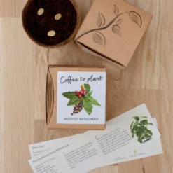 Set Di Coltivazione Pianta Del Caffè -Offerta Economica Verdi Giard naturkraftwerk set di coltivazione pianta del caffe 1 st 1667785 it