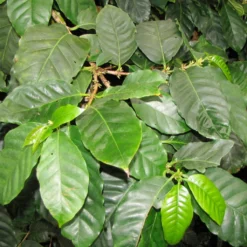 Set Di Coltivazione Pianta Del Caffè -Offerta Economica Verdi Giard naturkraftwerk set di coltivazione pianta del caffe 1 st 1667786 it