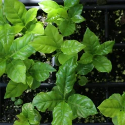 Set Di Coltivazione Pianta Del Caffè -Offerta Economica Verdi Giard naturkraftwerk set di coltivazione pianta del caffe 1 st 1667787 it