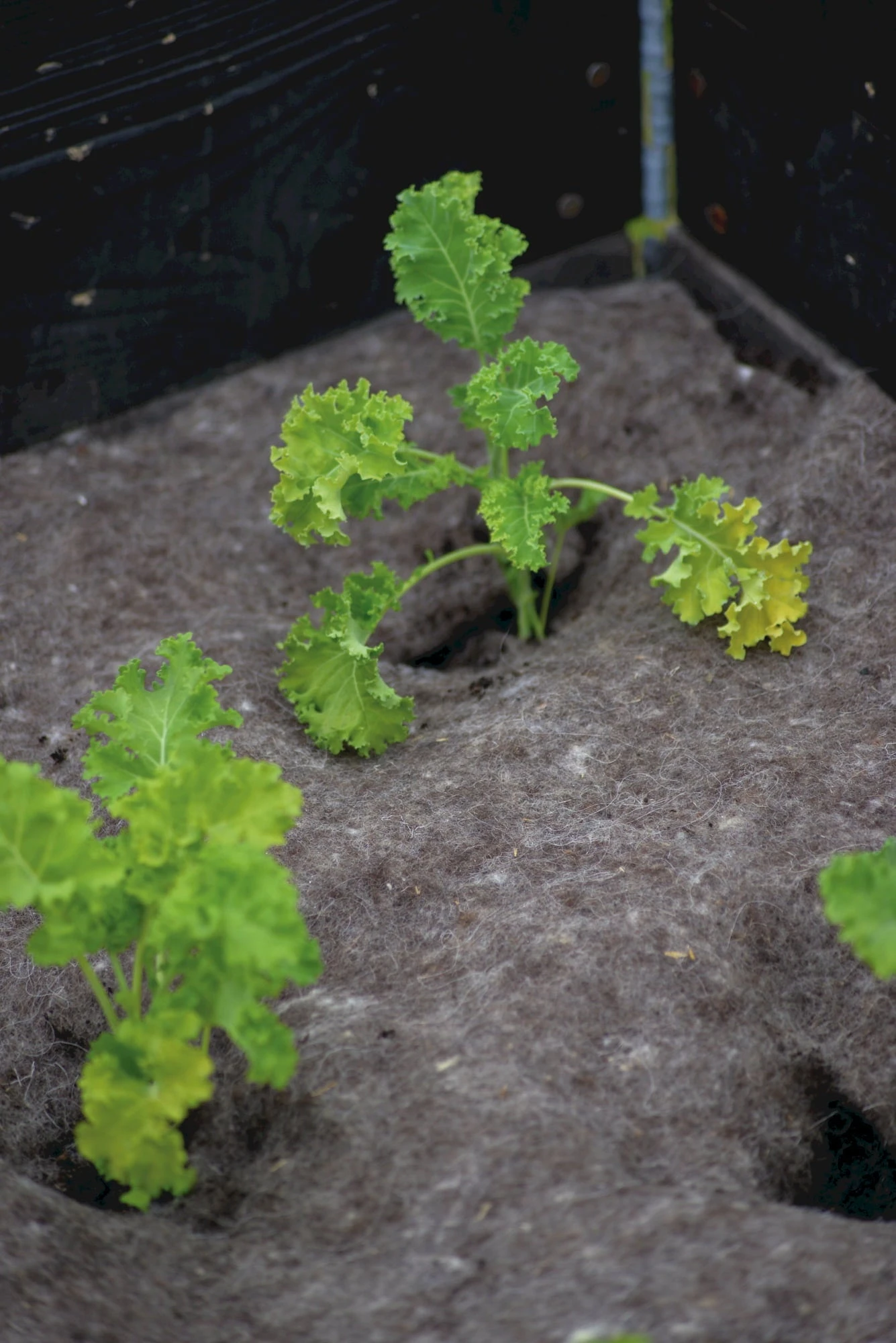 Telo In Lana, 120x80 Cm 1 Telo In Lana, 120x80 Cm