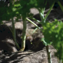 Telo In Lana, 120x80 Cm 9 Telo In Lana, 120x80 Cm -Offerta Economica Verdi Giard nelson garden telo in lana 1459663 it