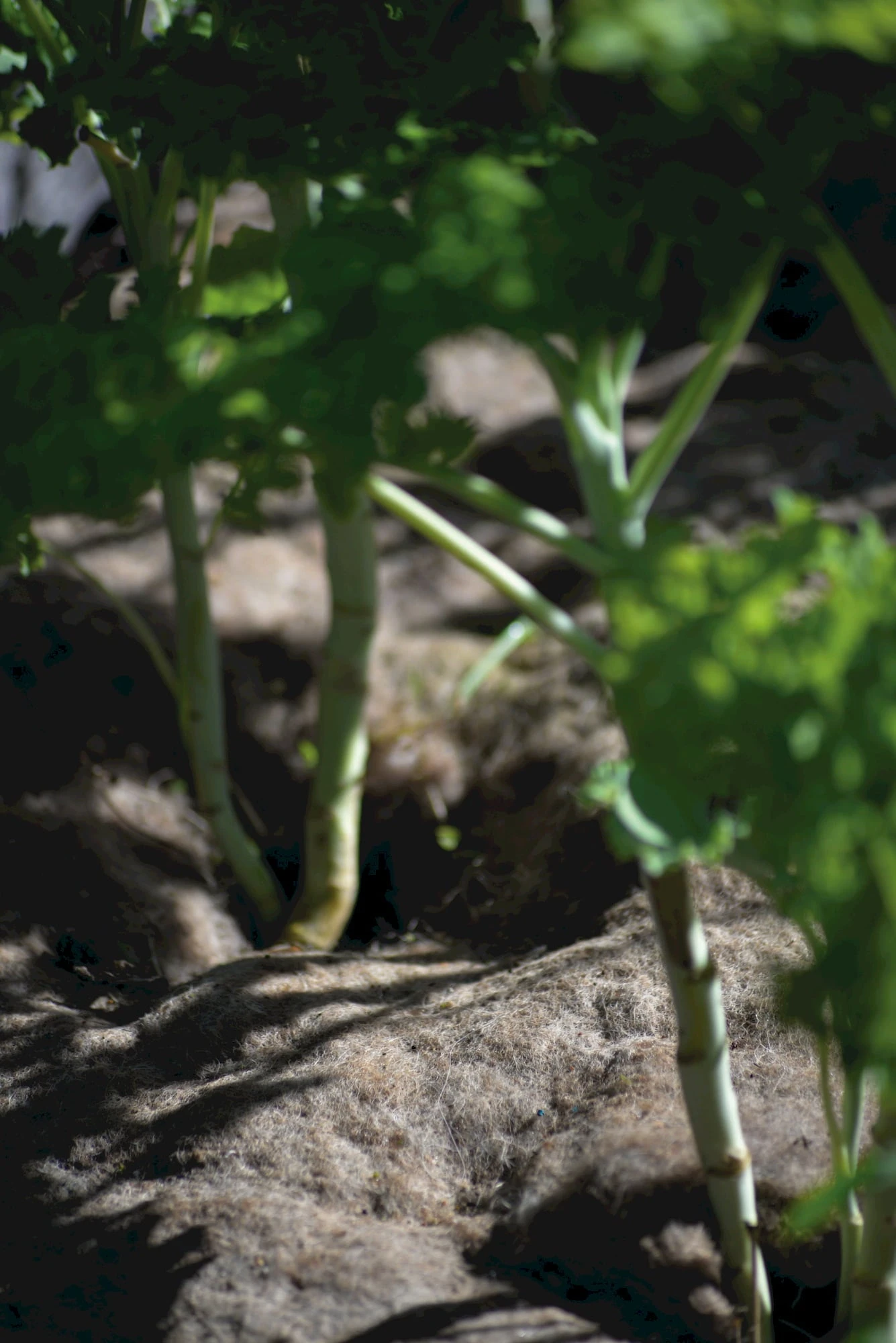 Telo In Lana, 120x80 Cm 3 Telo In Lana, 120x80 Cm - immagine 3