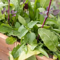 Mix Di Semi - Erbe Commestibili 11 Mix Di Semi - Erbe Commestibili -Offerta Economica Verdi Giard own grown mix di semi erbe commestibili 1 paket 1684365 it