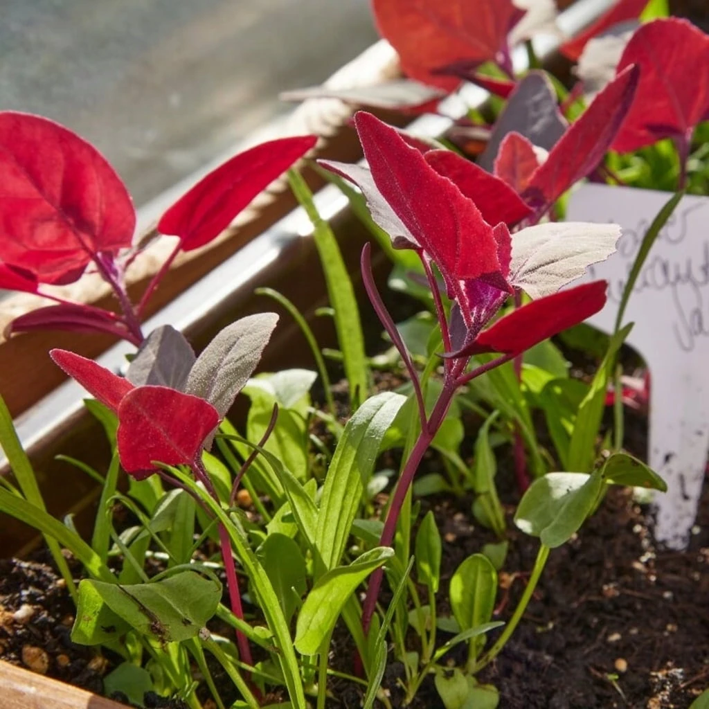 Mix Di Semi - Erbe Commestibili 2 Mix Di Semi - Erbe Commestibili - immagine 2