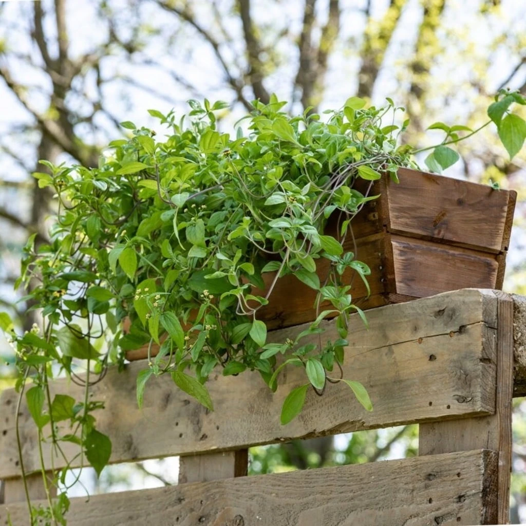 Nastro Per La Semina - Fiori Ricadenti Da Balcone 3 Nastro Per La Semina - Fiori Ricadenti Da Balcone - immagine 3