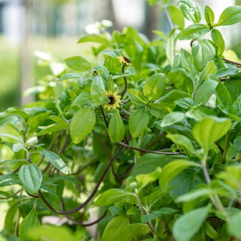 Nastro Per La Semina - Fiori Ricadenti Da Balcone 1 Nastro Per La Semina - Fiori Ricadenti Da Balcone