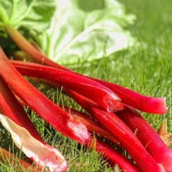 Semi Di Rabarbaro 9 Semi Di Rabarbaro -Offerta Economica Verdi Giard own grown semi di rabarbaro 1525857 it