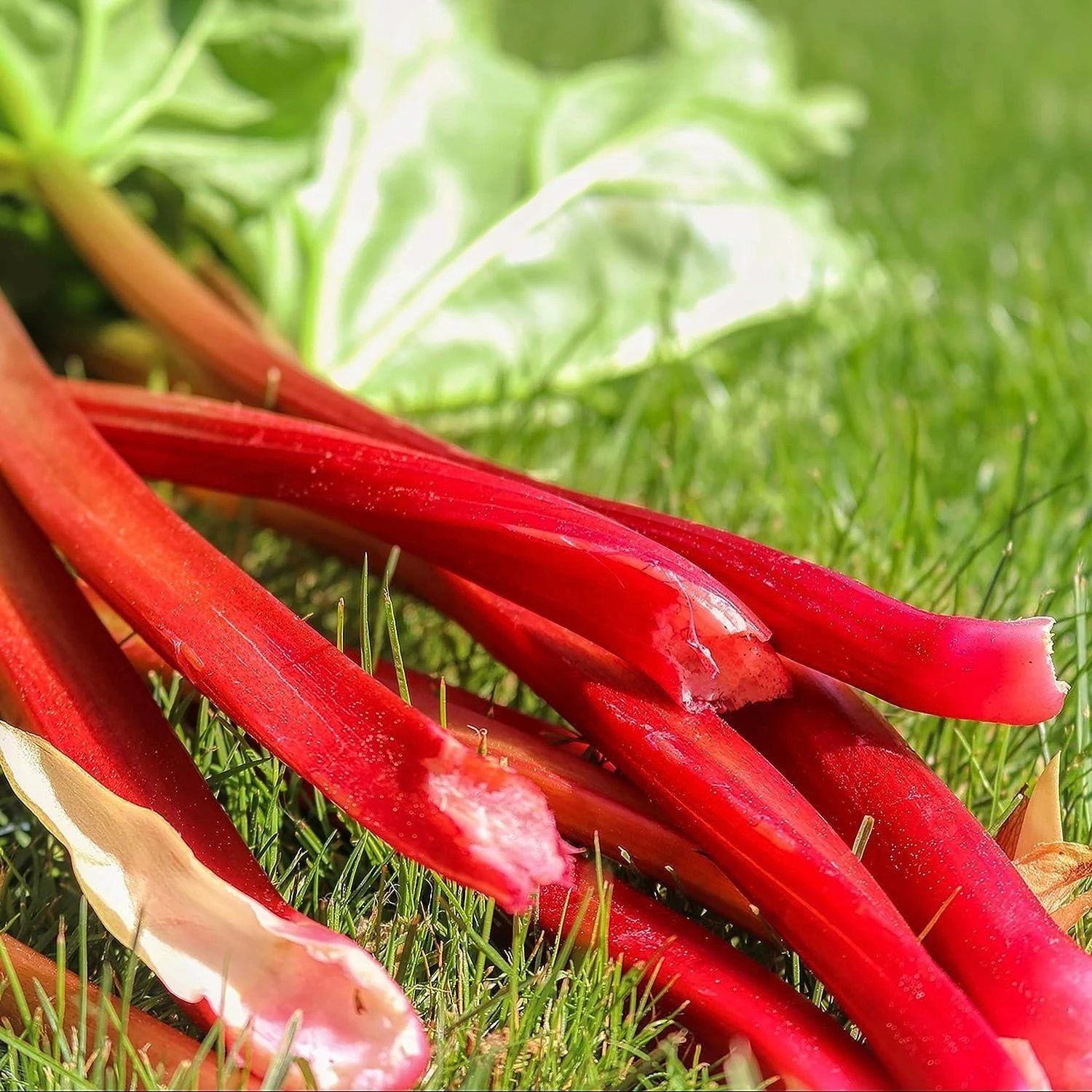 Semi Di Rabarbaro 5 Semi Di Rabarbaro - immagine 5