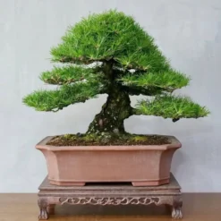 Set Di Coltivazione - 7 Bonsai -Offerta Economica Verdi Giard own grown set di coltivazione 7 bonsai 1 set 1679286 it