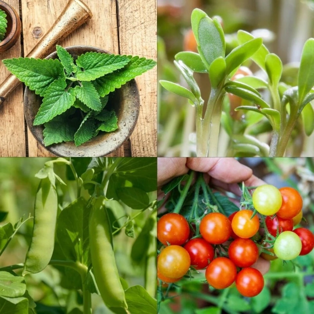 Set Di Semi - 10 Eroi Del Giardino 4 Set Di Semi - 10 Eroi Del Giardino - immagine 4