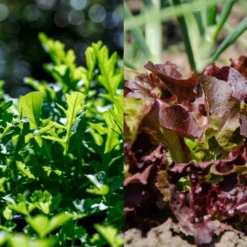 Set Di Semi - 10 Eroi Del Giardino 13 Set Di Semi - 10 Eroi Del Giardino -Offerta Economica Verdi Giard own grown set di semi 10 eroi del giardino 1679581 it