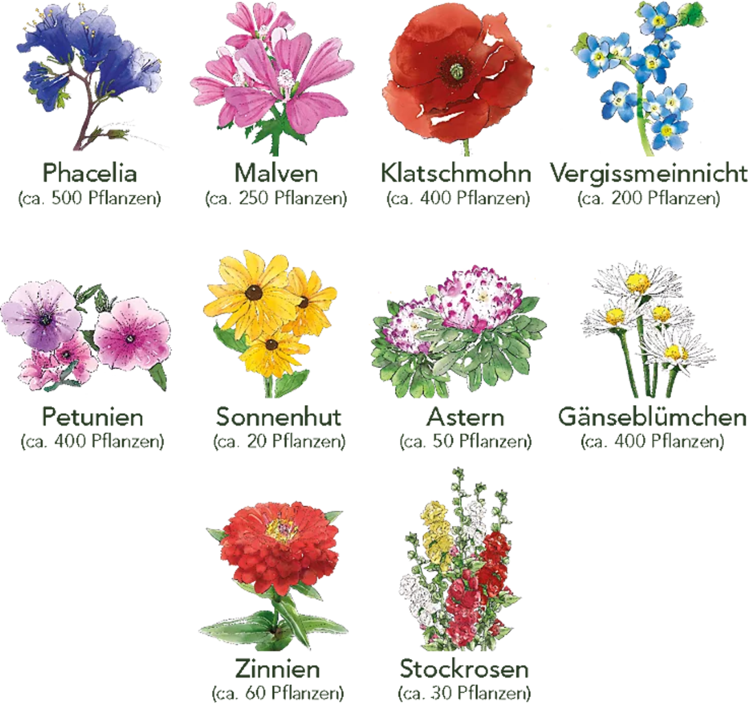 Set Di Semi - 10 Fiori Per Aiuola 6 Set Di Semi - 10 Fiori Per Aiuola - immagine 6