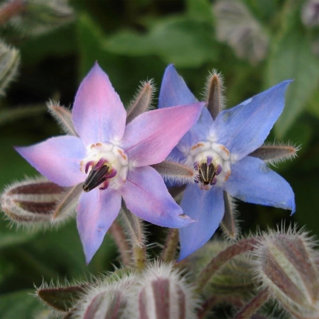 Set Di Semi - 12 Erbe Selvatiche 7 Set Di Semi - 12 Erbe Selvatiche - immagine 7