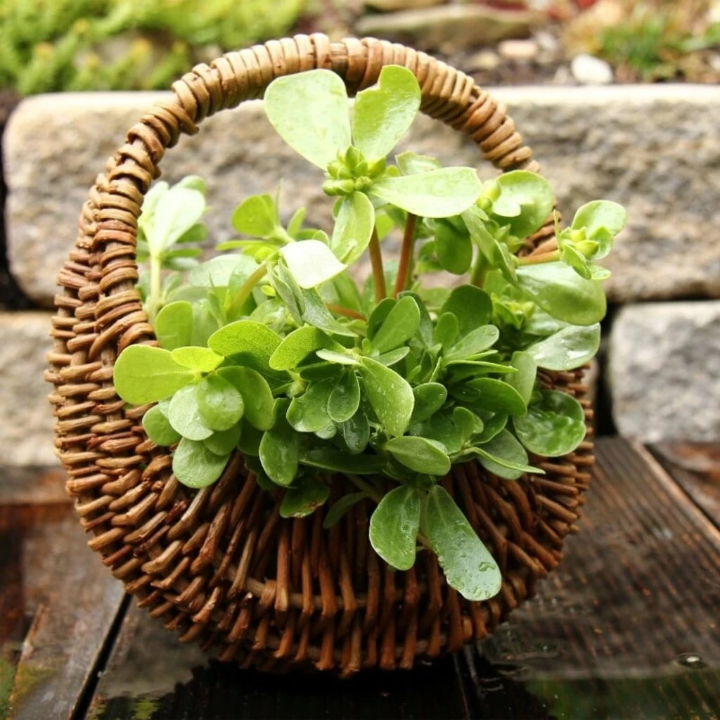 Set Di Semi - 12 Erbe Selvatiche 5 Set Di Semi - 12 Erbe Selvatiche - immagine 5