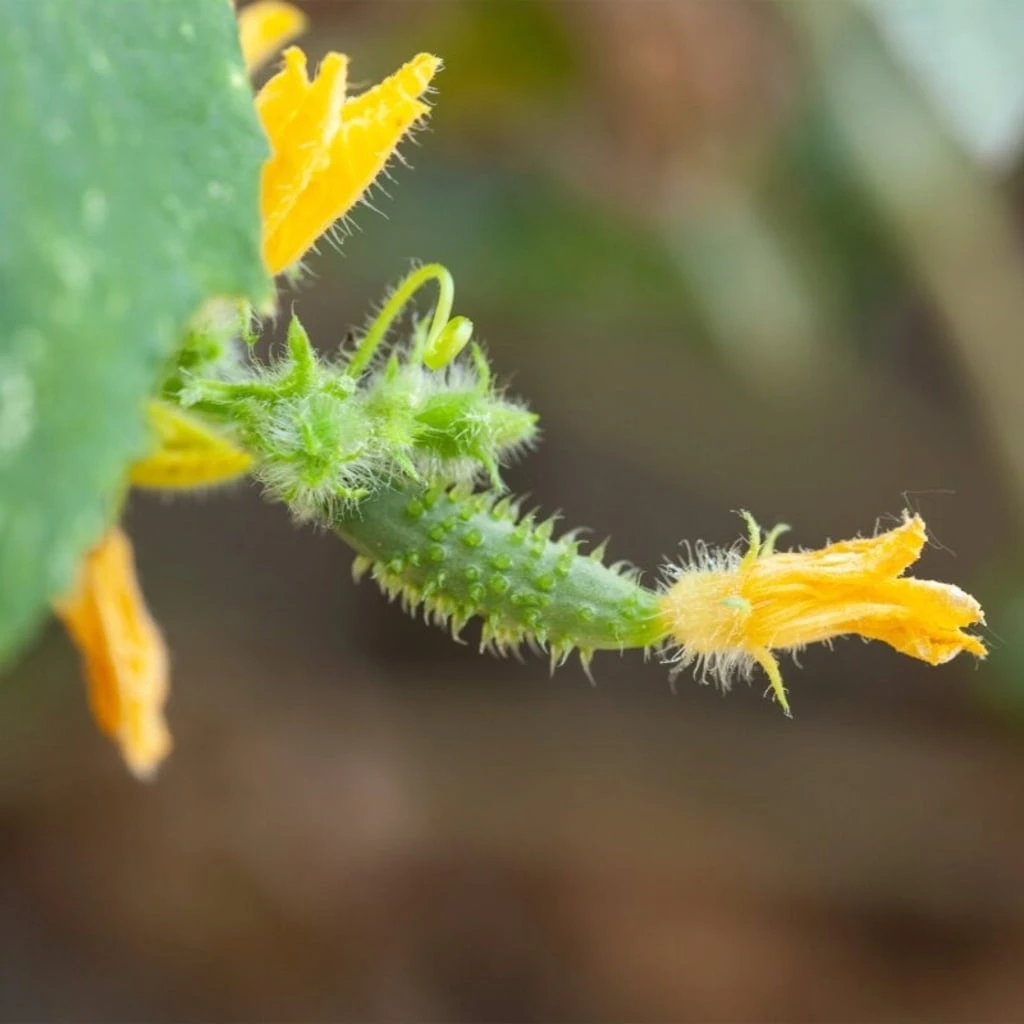 Set Di Semi - 6 Cetrioli 7 Set Di Semi - 6 Cetrioli - immagine 7