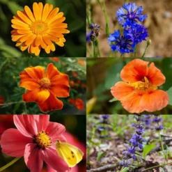 Set Di Semi - 6 Fiori Commestibili -Offerta Economica Verdi Giard own grown set di semi 6 fiori commestibili 1 set 1679254 it