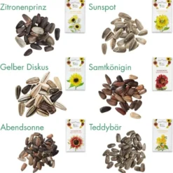 Set Di Semi - 6 Girasoli