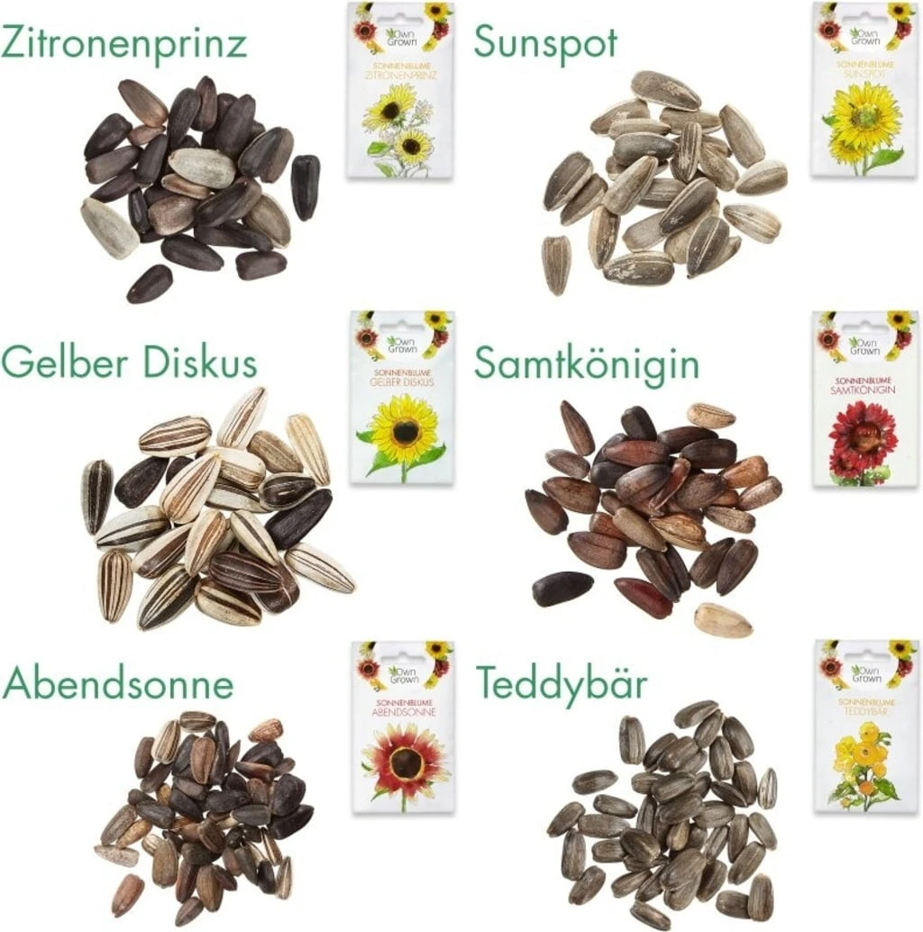 Set Di Semi - 6 Girasoli 1 Set Di Semi - 6 Girasoli