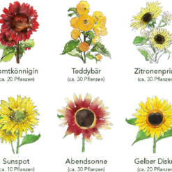 Set Di Semi - 6 Girasoli 11 Set Di Semi - 6 Girasoli -Offerta Economica Verdi Giard own grown set di semi 6 girasoli 1 set 1679266 it