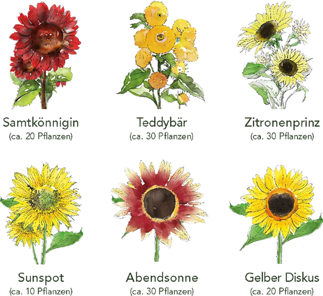 Set Di Semi - 6 Girasoli 5 Set Di Semi - 6 Girasoli - immagine 5