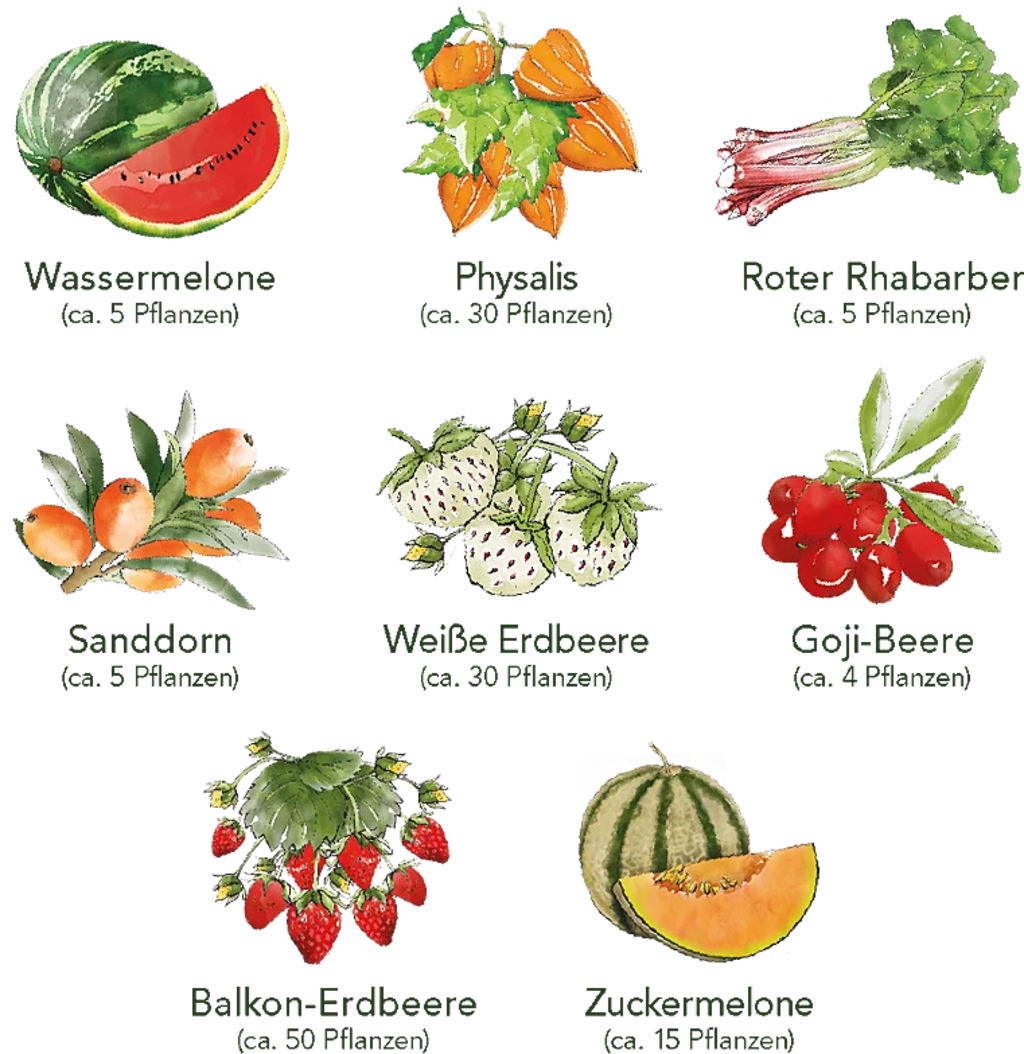 Set Di Semi - 8 Frutti Da Giardino 6 Set Di Semi - 8 Frutti Da Giardino - immagine 6