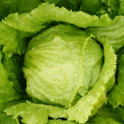 Set Di Semi - Insalata 11 Set Di Semi - Insalata -Offerta Economica Verdi Giard own grown set di semi insalata 1682453 it