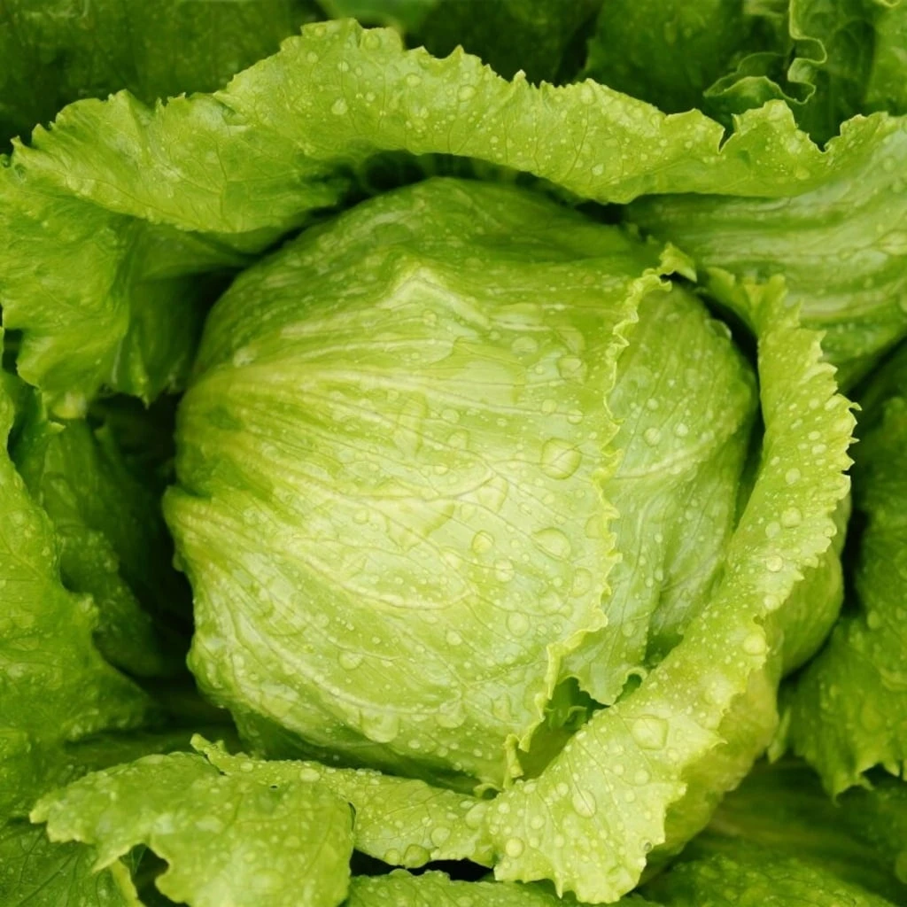 Set Di Semi - Insalata 5 Set Di Semi - Insalata - immagine 5