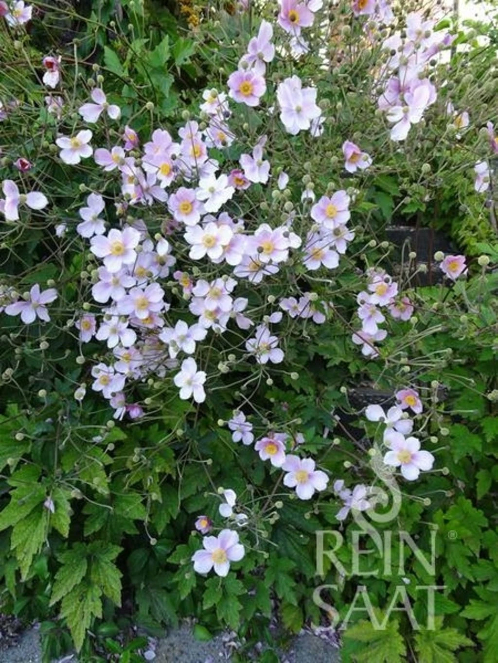 Anemone Autunnale Bio 1 Anemone Autunnale Bio