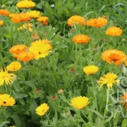 Fiorrancio "Calendula Officinalis"
