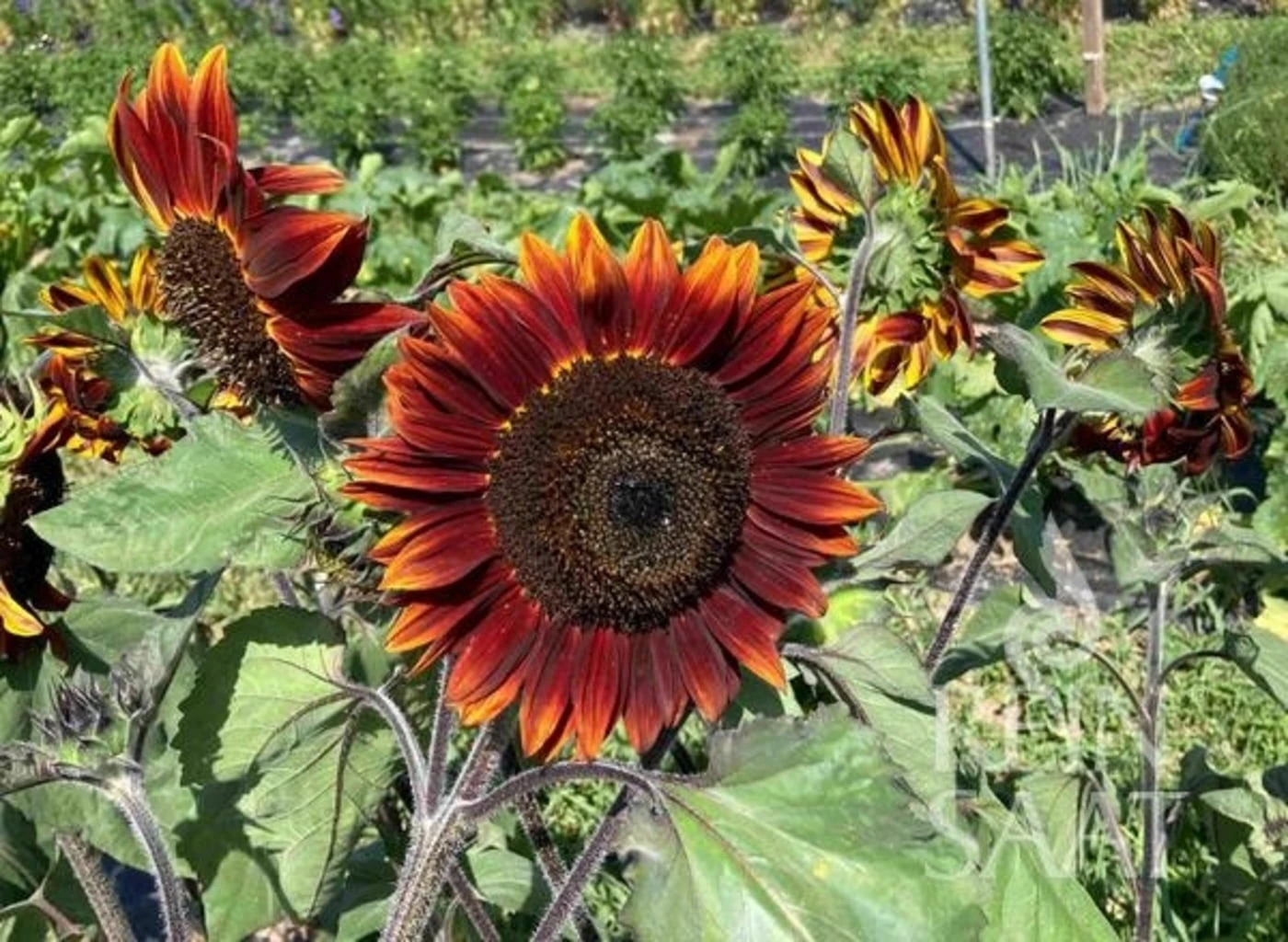 Girasole - Chocolate Cherry 1 Girasole - Chocolate Cherry