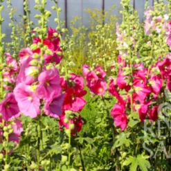 Offerta Economica Verdi Giard 23 Malvarosa ''Alcea Rosea''